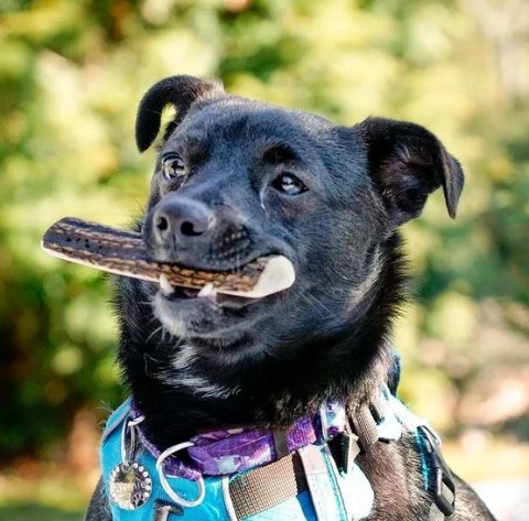 4DOGS Gryzak z poroża XXL easy