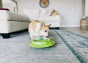 Nina Ottosson Wobble Bowl - gra edukacyjna [69344]