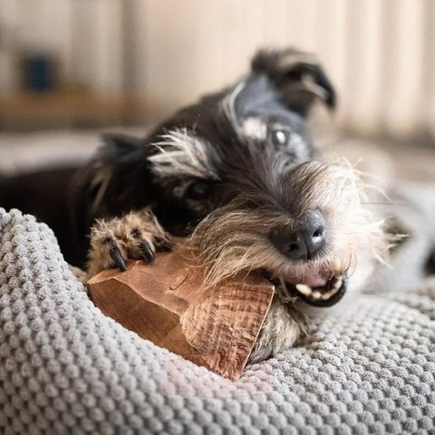 4DOGS Gryzak z korzenia drzewa wrzosowego XL