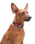 Collar WauDog Nylon Obroża nylonowa z QR-paszportem, plastikowy fastex, wzór ZĘBATE POTWORY, XXL 35mm/46-70cm