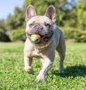 Chuckit! Eco Fetch Ball Small 2pak [37163]